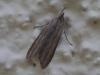 Cucullia umbratica
